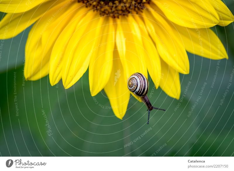 Schnecke  auf dem Blütenblatt einer Sonnenblume Natur Pflanze Tier Sommer Blatt Garten Schnirkelschnecke 1 Blühend schön schleimig braun gelb grün Leben Umwelt