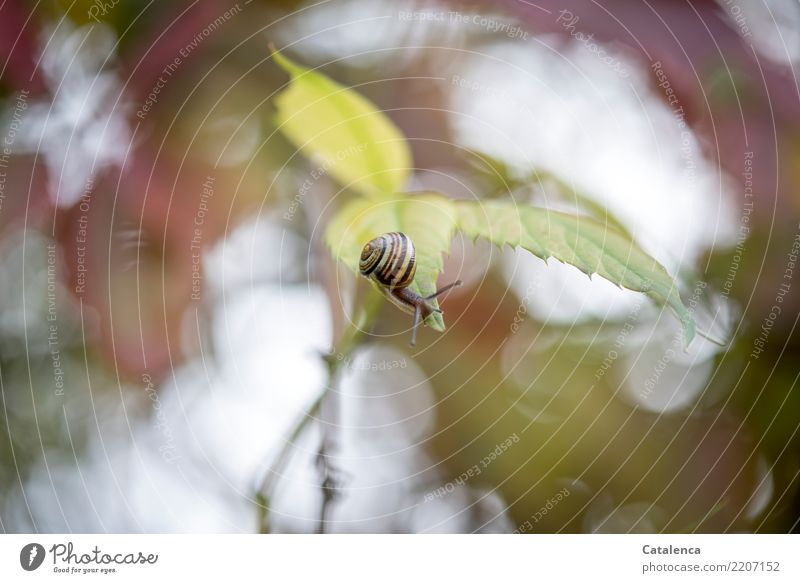 Hoch hinaus, Schnecke hoch oben auf einem Blatt des Wilden Weins Natur Pflanze Tier Himmel Herbst schlechtes Wetter Kletterpflanzen Wilder Wein Garten 1