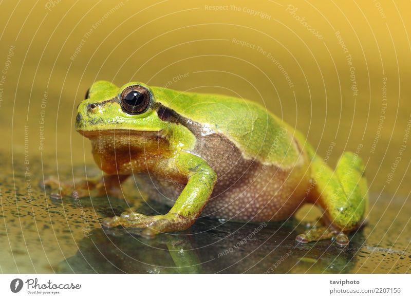 Baumfrosch in voller Länge schön Haut Gesicht Natur Tier klein nass natürlich niedlich schleimig wild grün Farbe Frosch Hyla Arborea Glas Oberfläche Europäer