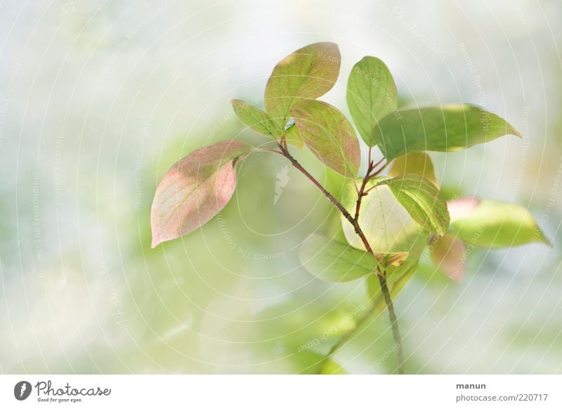 zartrosahellgrün Natur Sommer Herbst Sträucher Blatt Wildpflanze Herbstbeginn Herbstfärbung Frühlingsfarbe ästhetisch außergewöhnlich schön Blattadern Blattgrün