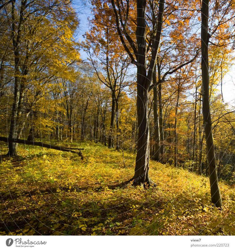 Hunderunde Umwelt Natur Landschaft Himmel Sonne Sonnenlicht Schönes Wetter Pflanze Baum Wald ästhetisch authentisch einfach Stimmung Leben Erholung Gefühle