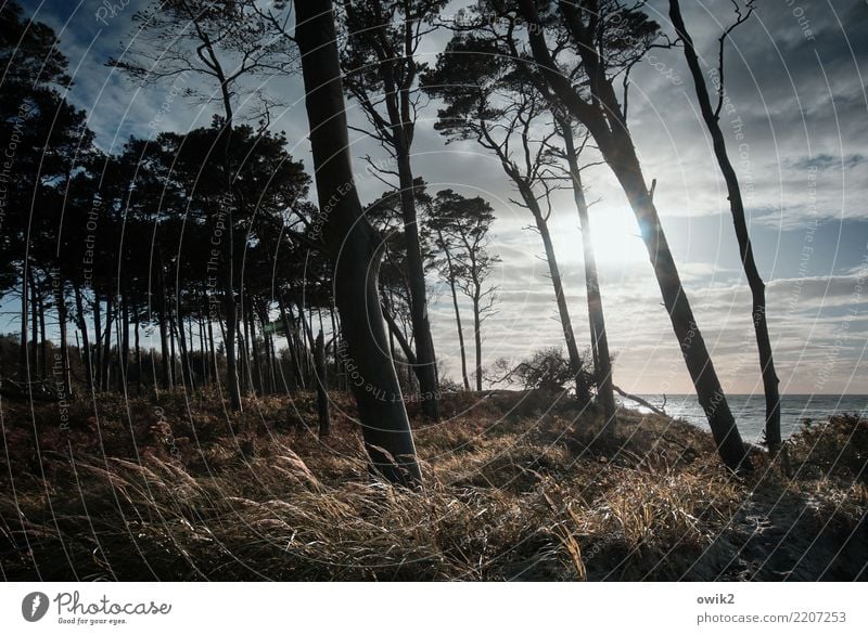 Viel Holz, viel Himmel Ferien & Urlaub & Reisen Ferne Freiheit Umwelt Natur Landschaft Pflanze Wolken Horizont Herbst Schönes Wetter Wind Sturm Baum Sträucher