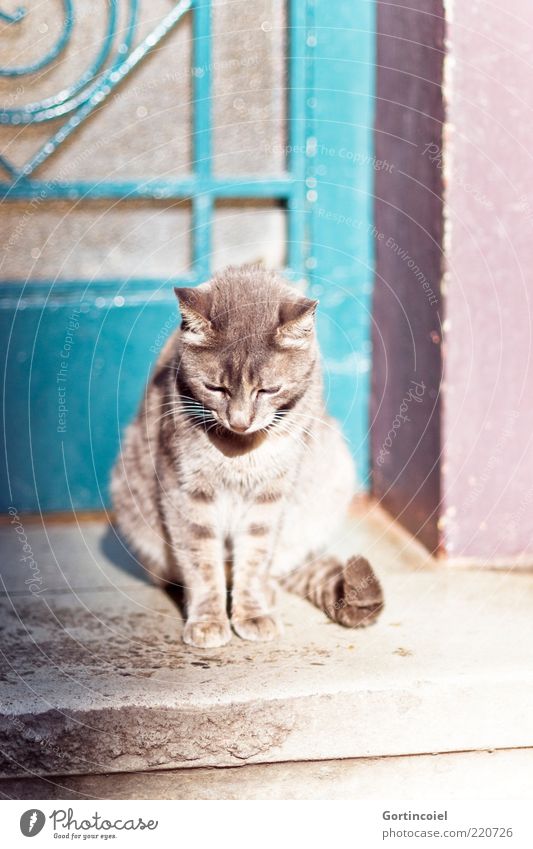 Sonne tanken Tür Tier Katze Tiergesicht Fell Pfote 1 schön Gelassenheit ruhig Türschwelle Schwanz sitzen Hauskatze einzeln Müdigkeit Straßenkatze Herumtreiben