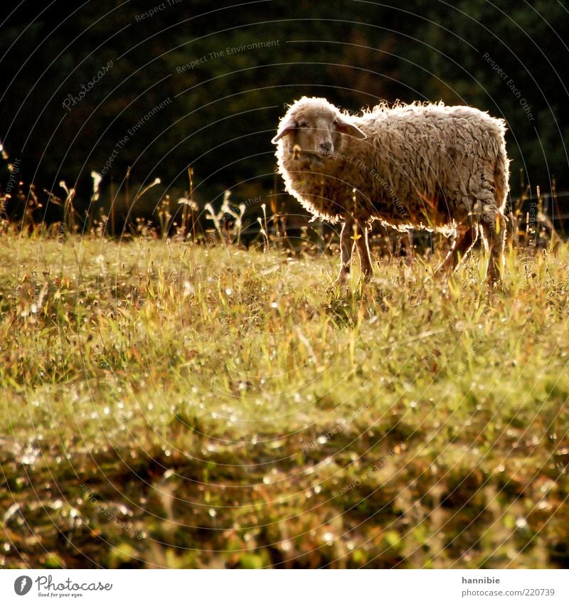 schafsinnig Natur Sonnenlicht Schönes Wetter Gras Wiese Tier Nutztier Schaf 1 Blick stehen natürlich Wärme grün Zufriedenheit Gelassenheit ruhig Weide Fressen