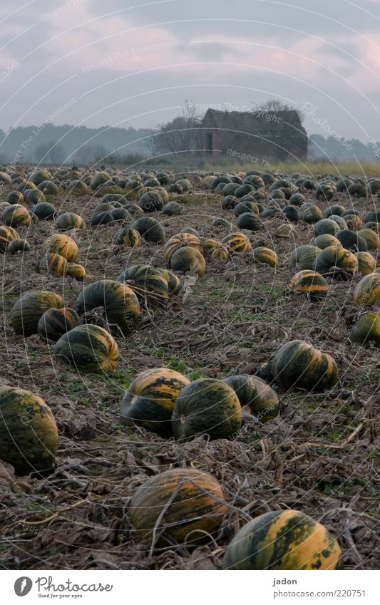 kürbis für alle! Lebensmittel Gemüse Bioprodukte Garten Erde Pflanze Feld Haus Hütte Ruine liegen rund gelb grün Endzeitstimmung Unendlichkeit Kürbis Kürbisfeld