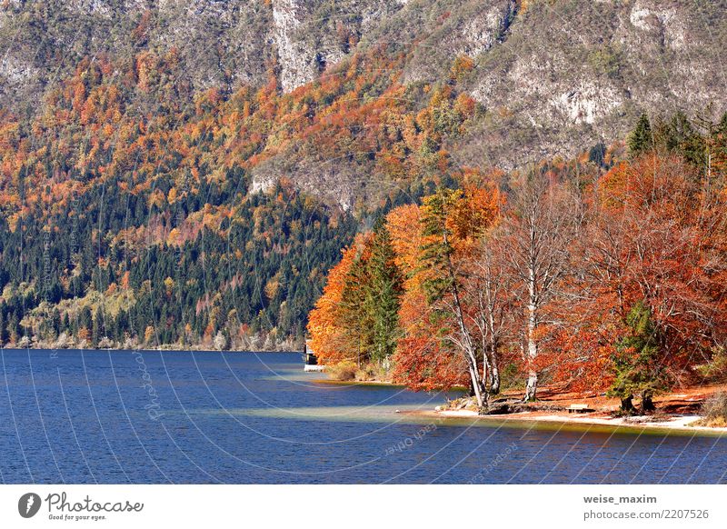 Bunter Herbstsee hinter Wald und Bergen Ferien & Urlaub & Reisen Tourismus Ausflug Abenteuer Ferne Umwelt Natur Landschaft Schönes Wetter Baum Blatt Park Felsen