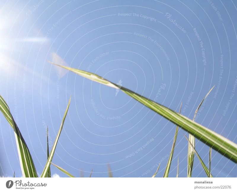 Der Sonne entgegen Sonnenstrahlen Halm grün Sommer Himmel blau Bambusrohr Natur