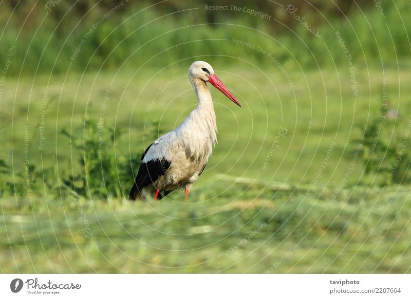 Weißstorch, der für Lebensmittel auf dem grünen Gebiet herumsucht schön Erwachsene Umwelt Natur Landschaft Tier Gras Wiese Vogel natürlich wild weiß Storch