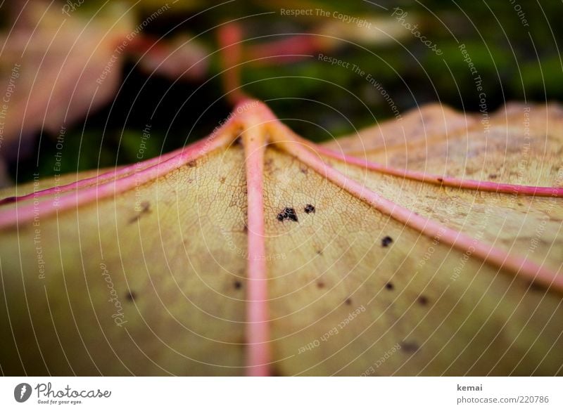 Blattrückgrat Umwelt Natur Pflanze Herbst Grünpflanze Wildpflanze Blattadern liegen Rückseite herbstlich Farbfoto Gedeckte Farben Außenaufnahme Nahaufnahme