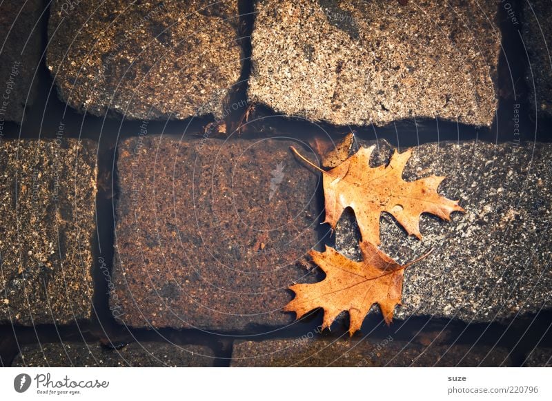 Fall Wasser Herbst Blatt Straße authentisch dreckig nass natürlich schön braun Herbstlaub Pfütze Wasseroberfläche Eichenblatt Herbstbeginn Kopfsteinpflaster