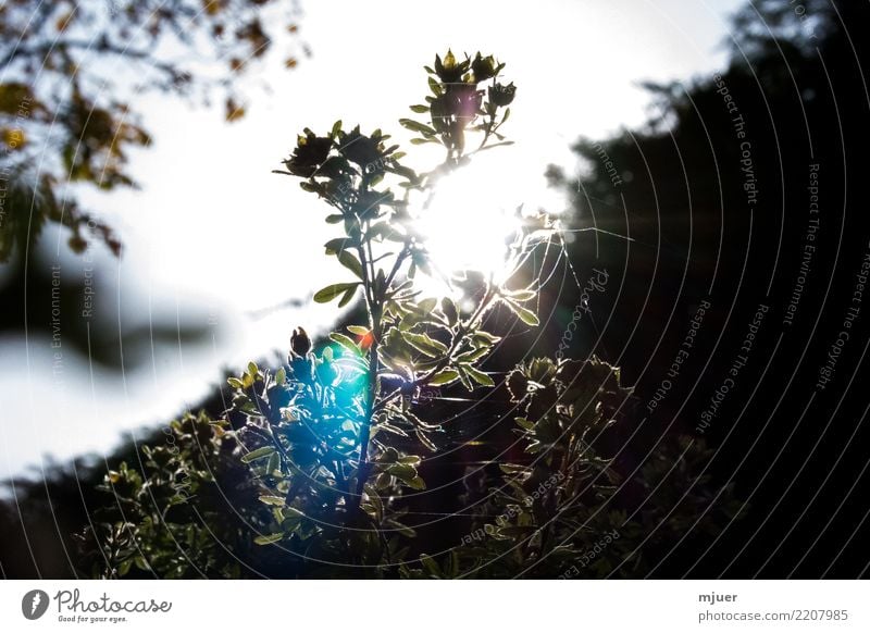 Gegenlicht im Herbst Garten Erntedankfest Natur Pflanze Himmel Wolkenloser Himmel Sonne Sonnenaufgang Sonnenuntergang Sonnenlicht Frühling Sommer Winter