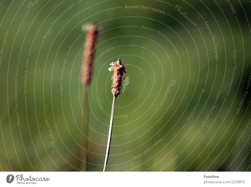 Gräserblüte Umwelt Natur Pflanze Herbst Gras Wiese hell nah natürlich braun grün Farbfoto Gedeckte Farben Außenaufnahme Nahaufnahme Menschenleer