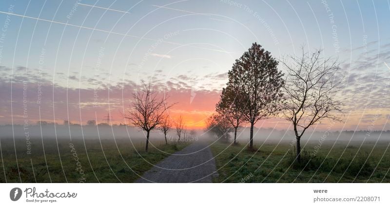 Sonnenaufgang über einem Feldweg ruhig Landwirtschaft Forstwirtschaft Natur Landschaft Pflanze Baum Wiese Platz Straße Wege & Pfade friedlich Umweltschutz