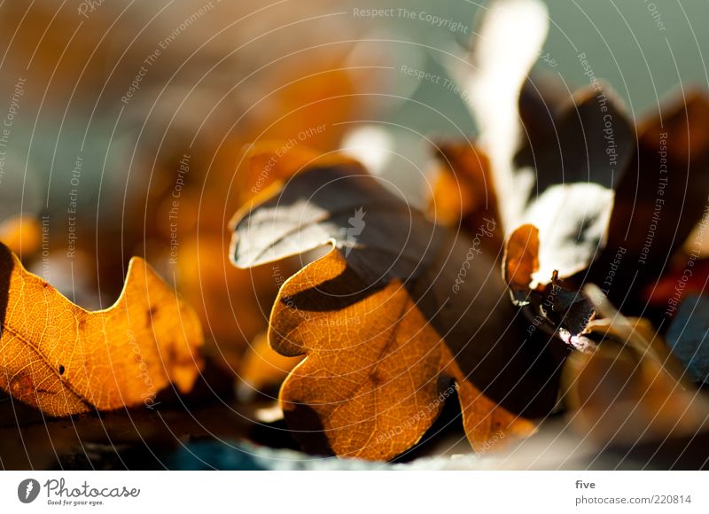 herbstlaub Umwelt Natur Herbst Schönes Wetter Blatt Stimmung Eichenblatt Herbstlaub herbstlich Farbfoto Außenaufnahme Detailaufnahme Makroaufnahme Morgen Licht