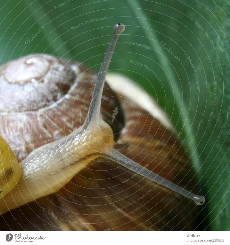 Boah, bist DU dick, mann! Schnecke Schneckenhaus Schneckenschleim Fühler 2 Tier Tierjunges berühren entdecken groß klein schleimig Vertrauen Sicherheit Schutz