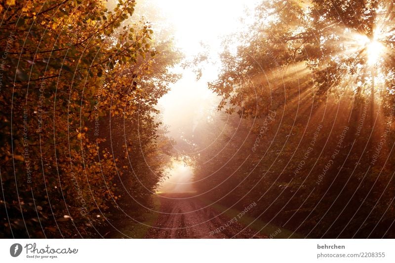 am ende ist licht Natur Pflanze Sonne Herbst Schönes Wetter Baum Sträucher Blatt Feld Wald genießen träumen schön Kraft Mut Hoffnung Glaube Trauer Sehnsucht