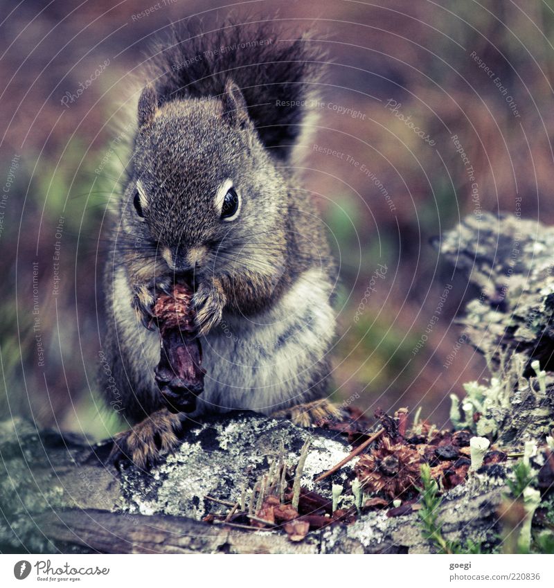 Wintervorsorge Natur Tier Pflanze Wildtier Eichhörnchen Nagetiere 1 Fressen wild weich Zapfen Fell Holz Baumstamm Farbfoto Außenaufnahme Menschenleer Tag