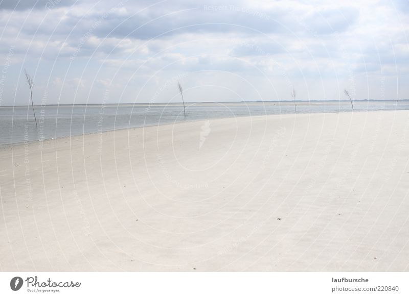 Malerische Strandlandschaft Wangerooge Natur Landschaft Urelemente Sand Luft Wasser Himmel Wolken Gewitterwolken Horizont Sonnenlicht Klima Wetter Wind Baum