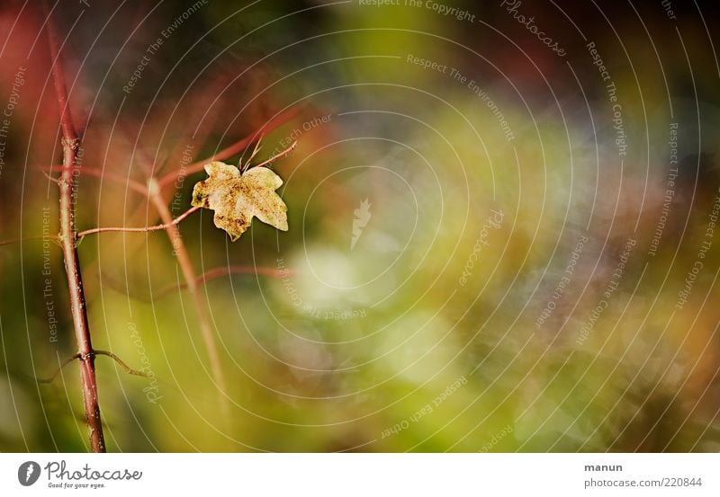 was übrig bleibt Natur Sträucher Blatt Ahornblatt herbstlich Herbstlaub Herbstfärbung authentisch natürlich Originalität schön Ende Vergänglichkeit Farbfoto