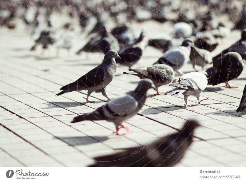 Tauben Platz Tier Wildtier Vogel Flügel Tiergruppe Schwarm grau Taksim Viertel Istanbul Türkei Farbfoto Gedeckte Farben Außenaufnahme Licht Schatten Kontrast