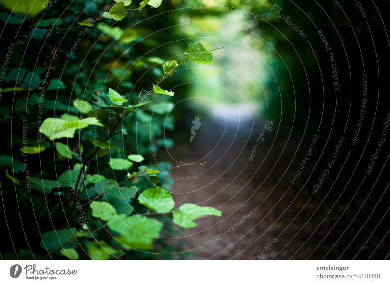 herbst Natur Pflanze Blatt Grünpflanze Park nass natürlich braun grün ruhig Umwelt Ast Wege & Pfade Fußweg Farbfoto Außenaufnahme Nahaufnahme Detailaufnahme