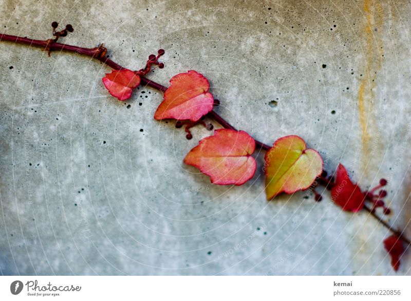 Wilde Kerle (aka Efeu-Kinder) Umwelt Natur Pflanze Herbst Blatt Wildpflanze Kletterpflanzen Ranke Mauer Wand Fassade Betonwand Wachstum klein gelb rot bewachsen