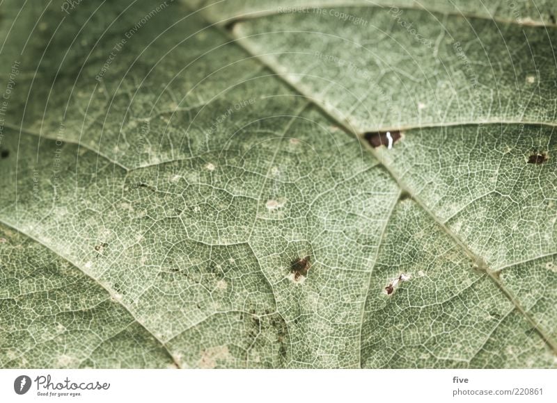 miss oktober Natur Herbst Pflanze Blatt Grünpflanze alt Herbstlaub Blattadern Farbfoto Außenaufnahme Detailaufnahme Makroaufnahme Strukturen & Formen Tag