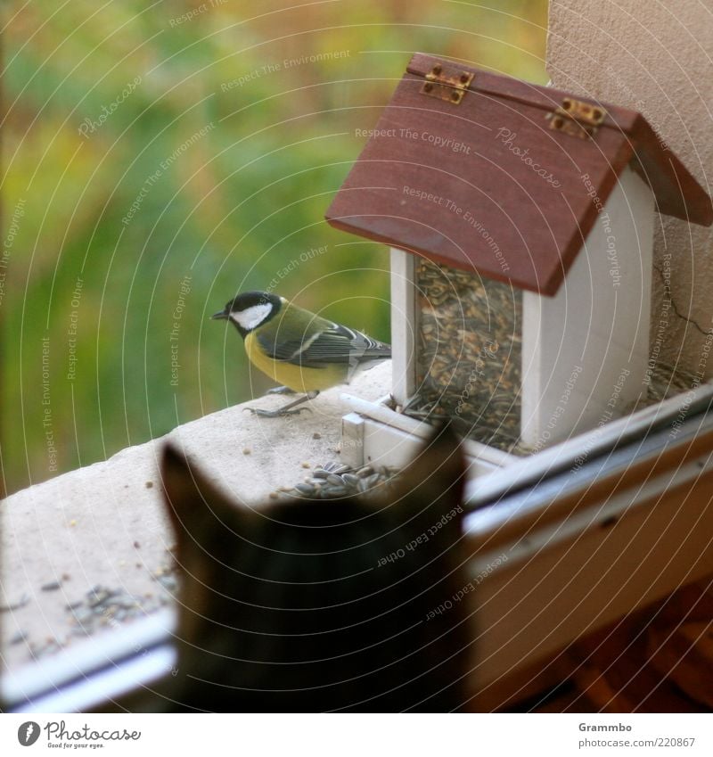 Und grüß Minka von mir! Tier Haustier Wildtier Katze Vogel 2 Traurigkeit Futterhäuschen Meisen beobachten Fenster Fensterscheibe Farbfoto Sicherheit bedrohlich