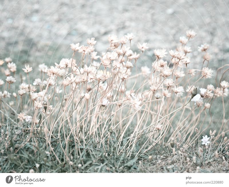 des grases blume Natur Pflanze Sommer Blume Gras Blüte Wildpflanze Halm Wiese mehrere zartes Grün dünn hell viele rosa Vergänglichkeit trocken verdorrt karg