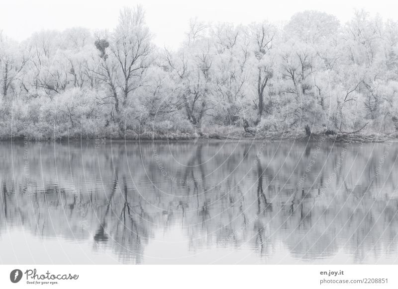 bald Winter Natur Landschaft Schnee Wald Seeufer kalt schwarz weiß ruhig Traurigkeit bizarr Einsamkeit Klima Surrealismus Symmetrie Trauer Umwelt Irritation