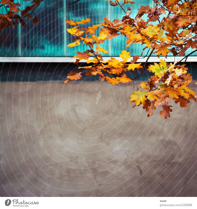 Hang zum Freiraum schön Natur Pflanze Himmel Herbst Blatt Mauer Wand Fassade Fenster ästhetisch Herbstlaub herbstlich Jahreszeiten Herbstbeginn Oktober Ast