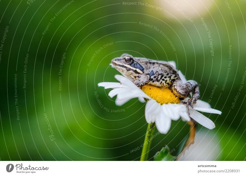 Frosch sitzt auf einem Gänseblümchen Amphibie Tier Fauna Tierwelt grün Zauberei u. Magie Blume Garten Natur gelb jung sitzen Makro wenig weiß Sitzen klein