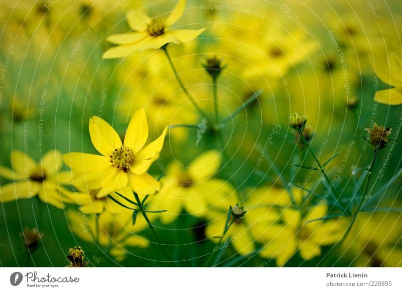 Ms. July Umwelt Natur Pflanze Sommer Blume Blüte Grünpflanze Wildpflanze atmen Blühend Duft Freundlichkeit frisch gelb Stimmung Glück schön Farbfoto