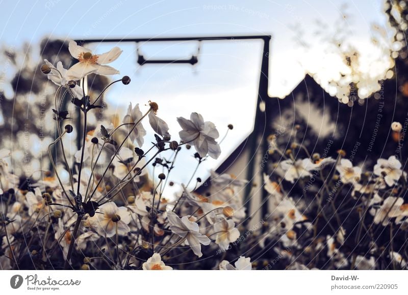 Riechst du wie das duftet Garten Natur Himmel Pflanze Blume Blüte Blühend Duft weiß Farbfoto Gedeckte Farben mehrfarbig Außenaufnahme Abend Kontrast Unschärfe