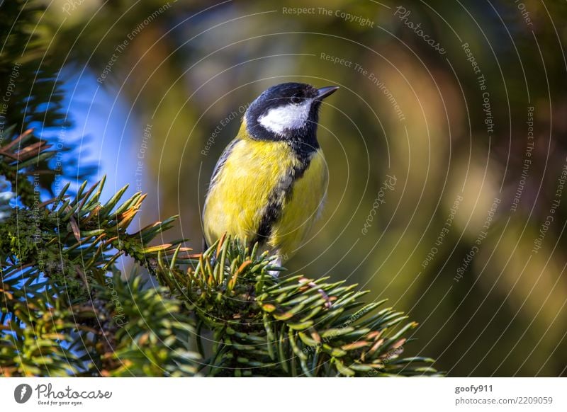 Nettes Plätzchen Ausflug Natur Sonne Sonnenlicht Frühling Sommer Herbst Baum Wald Tier Vogel Flügel Fell 1 beobachten Denken genießen gelb schwarz Farbfoto