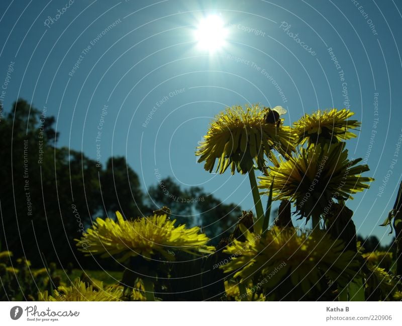 Mit Löwenzahn und Hummel gen Sonne Natur Pflanze Himmel Sonnenlicht Frühling Sommer Schönes Wetter Blume Blüte Wiese Blumenwiese Flügel Blühend Duft sitzen