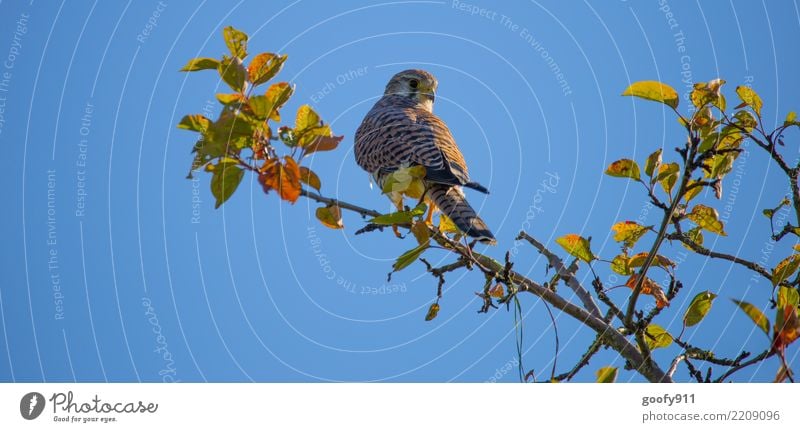 Alles im Blick elegant Ausflug Natur Himmel Wolkenloser Himmel Sonne Sonnenlicht Herbst Schönes Wetter Baum Blatt Park Wald Tier Wildtier Vogel Tiergesicht