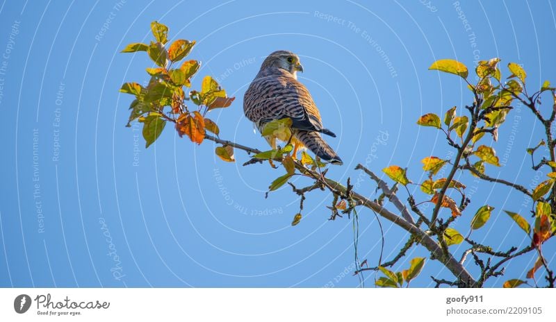 Wo ist die Beute..... Ausflug Umwelt Natur Himmel Wolkenloser Himmel Sonnenlicht Herbst Schönes Wetter Baum Blatt Park Wald Tier Wildtier Vogel Tiergesicht