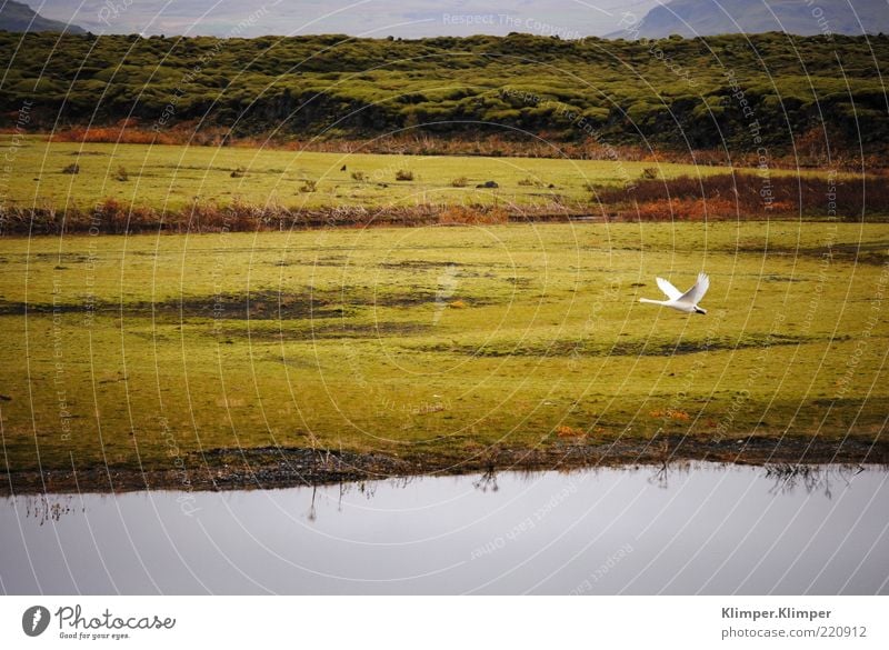 Glückliche Gans. Ferne Freiheit Berge u. Gebirge Umwelt Natur Landschaft Pflanze Tier Erde Luft Wasser Herbst Gras Hügel Seeufer Flussufer Fjord Wildtier Vogel