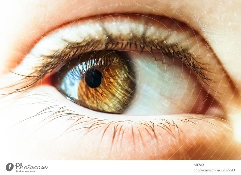 behind hazel eyes feminin Auge Kunst glänzend Blick exotisch schön braun gelb gold Gefühle Warmherzigkeit ästhetisch Genauigkeit Perspektive Sinnesorgane