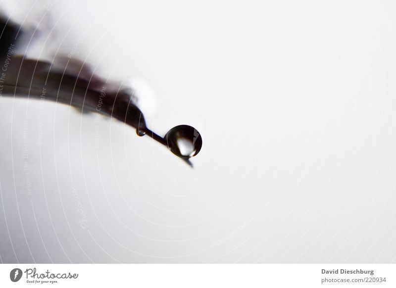 Eleganz eines Tropfens Natur Pflanze Wasser Wassertropfen Regen Blatt schwarz weiß Tau Kugel silber glänzend grau Farbfoto Außenaufnahme Nahaufnahme