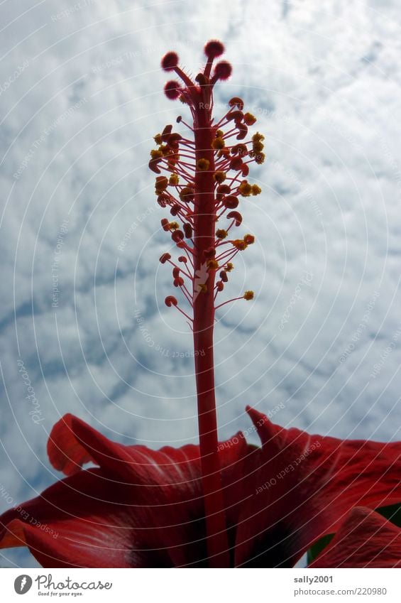 Hibiskusblüte Natur Pflanze Himmel Wolken Blüte exotisch Hibiscus Blühend Duft Wachstum ästhetisch außergewöhnlich dünn rot standhaft Farbfoto Außenaufnahme