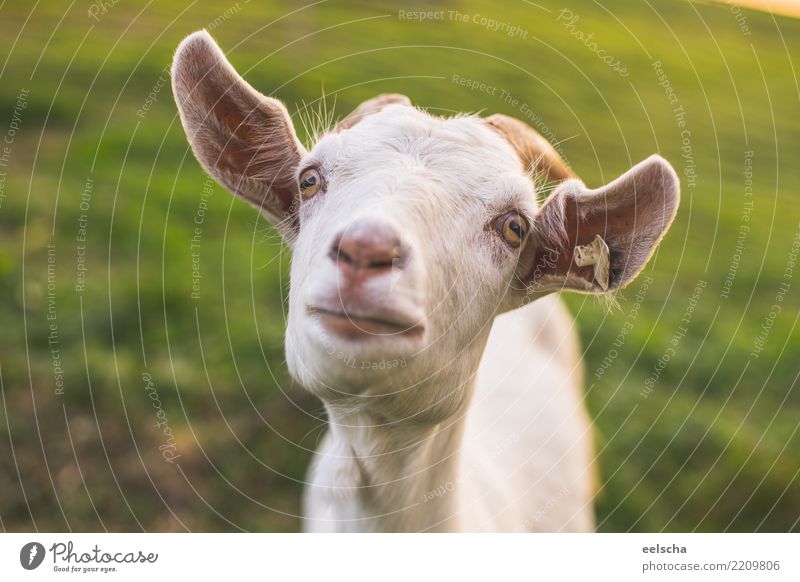 verrückte Ziege Natur Sonnenlicht Frühling Sommer Herbst Gras Wiese Tier Nutztier Tiergesicht Fell Ziegen Schaf 1 beobachten Blick Aggression außergewöhnlich