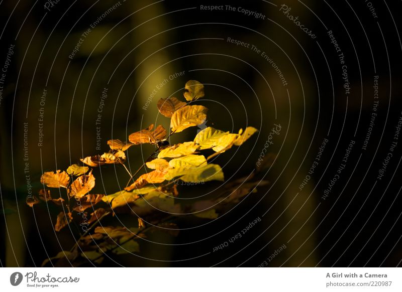 where the sun came through Umwelt Natur Pflanze Herbst Schönes Wetter Baum Blatt Wald leuchten dehydrieren gold Wärme Farbfoto Gedeckte Farben Menschenleer