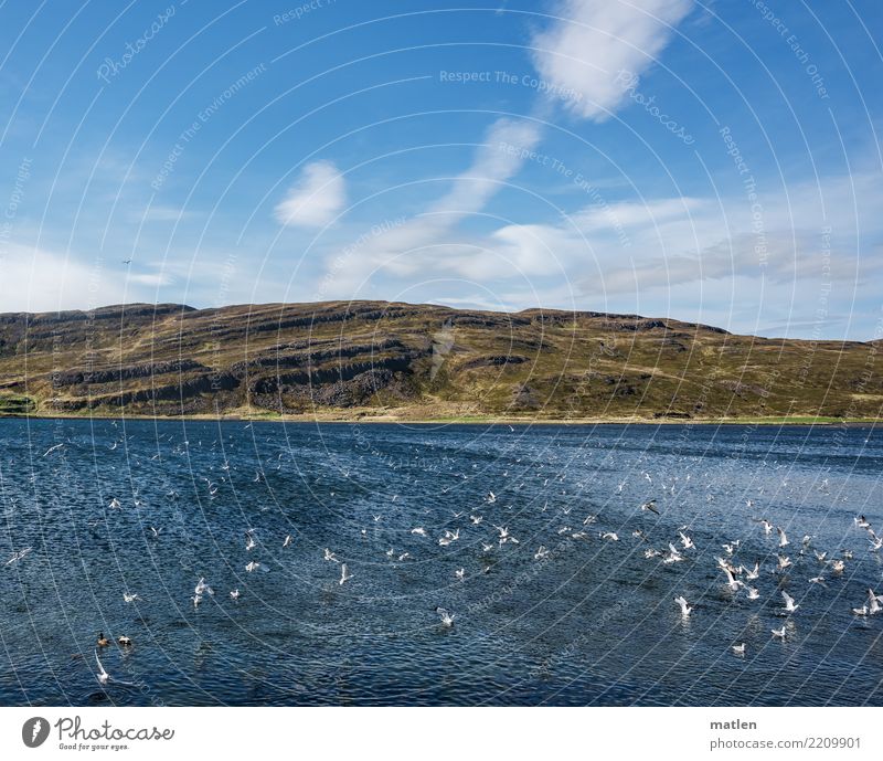 Frühstücksbuffet Natur Landschaft Pflanze Himmel Wolken Frühling Schönes Wetter Gras Berge u. Gebirge Fjord Meer fliegen Fressen Jagd natürlich blau braun gelb