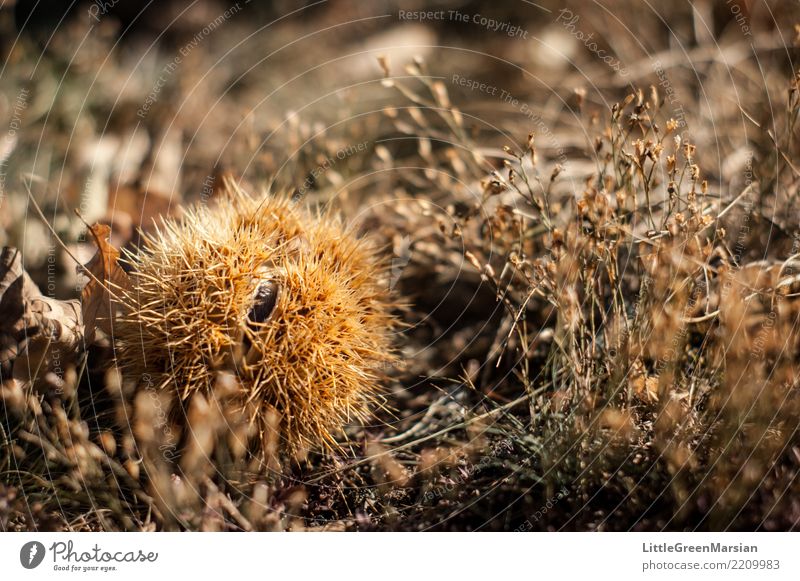 Schutz Lebensmittel Kastanie Kastanienbaum Ernährung Natur Pflanze Erde Herbst stachelig trocken Boden Spitze Jahreszeiten Ernte Maronen Winter Farbfoto