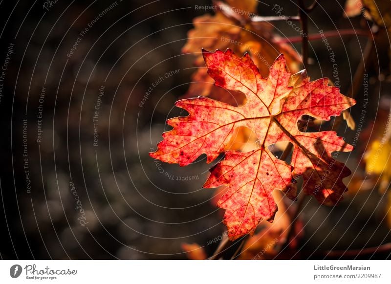 50 Schattierungen von Rot [2] Getränk Wein Umwelt Natur Sonne Sonnenlicht Herbst Pflanze Blatt mehrfarbig gold orange rot schön Licht & Schatten Weinbau Winzer