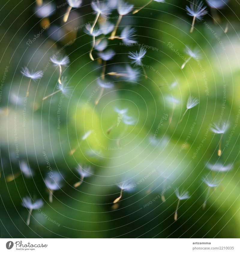 Löwenzahnsamen in der Luft Sommer Natur Pflanze Wind Blume Gras Blüte Wildpflanze fliegen Wachstum weich grün weiß Gelassenheit Samen Schlag Vorbau Hintergrund