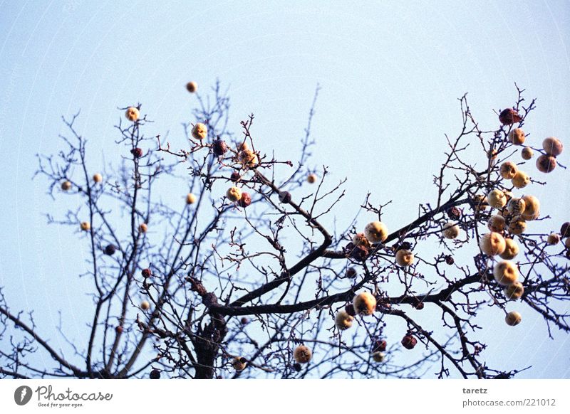 Alter Freund Wetter alt Apfelbaum Zweig eigenwillig kahl Winter Klarer Himmel klirrende Kälte kalt Vergänglichkeit Zeit Natur Ast laublos hoch Schönes Wetter