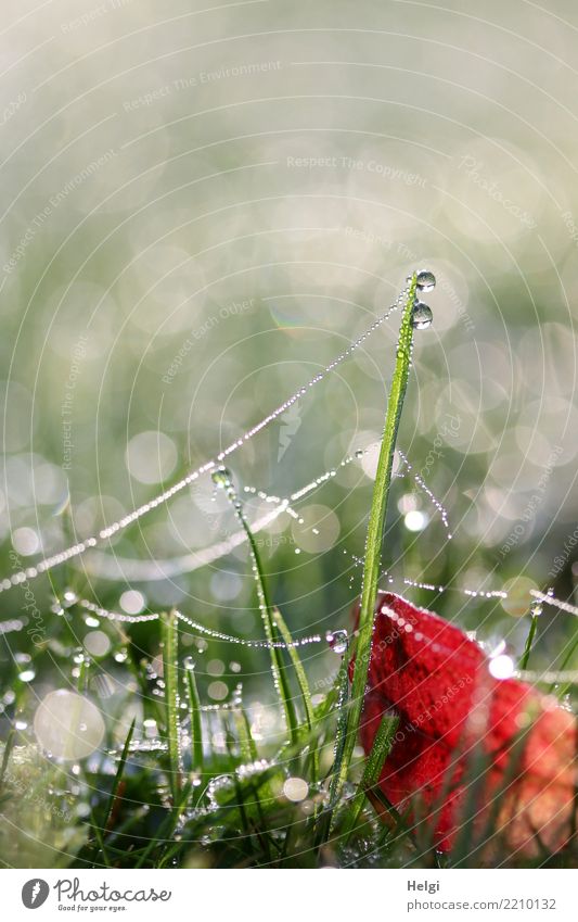 Tautropfen ... Umwelt Natur Pflanze Wassertropfen Herbst Gras Blatt Grünpflanze Garten Spinnennetz glänzend hängen liegen stehen ästhetisch außergewöhnlich